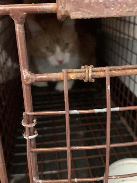 A senior medium-sized male Domestic Medium Hair cat named Tommy for adoption in San Jose, CA