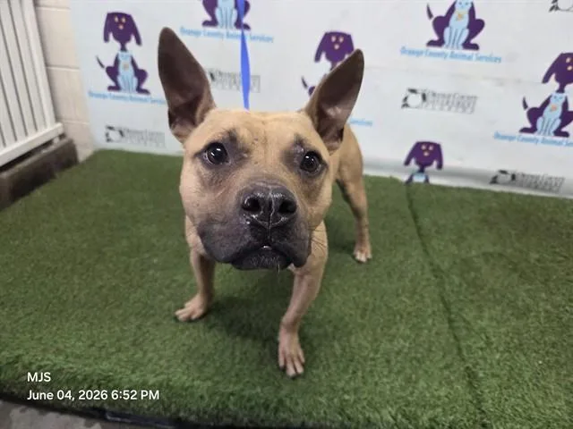 A young medium-sized male Black Mouth Cur dog named Pretzel for adoption in Orlando, FL