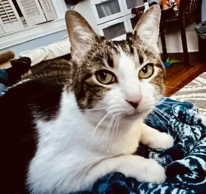 An adult large-sized female Domestic Short Hair cat named Lilly for adoption in Washington, DC