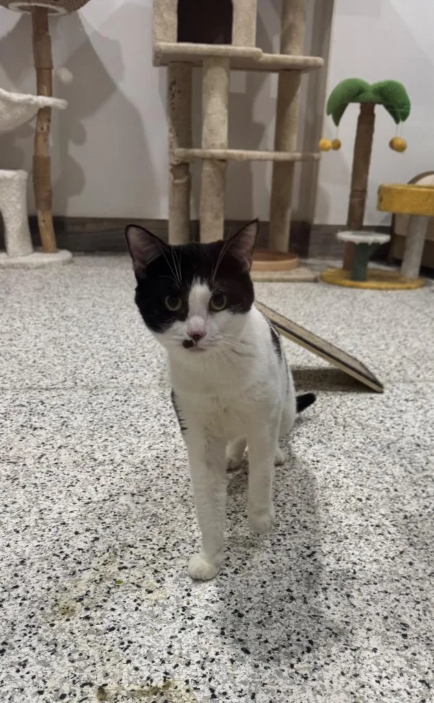 A young medium-sized male Domestic Short Hair cat named Coco Nutwork for adoption in Fort Lupton, CO