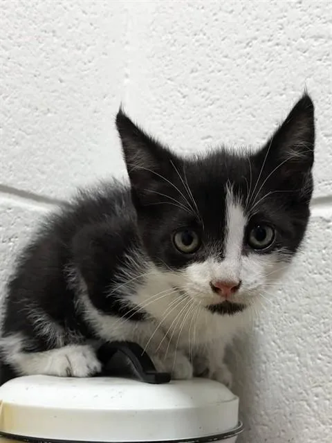 A baby small-sized male Domestic Short Hair cat named Diego for adoption in Upper Marlboro, MD