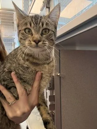An adult small-sized female Domestic Short Hair cat named Fern for adoption in Mount Pleasant, IA