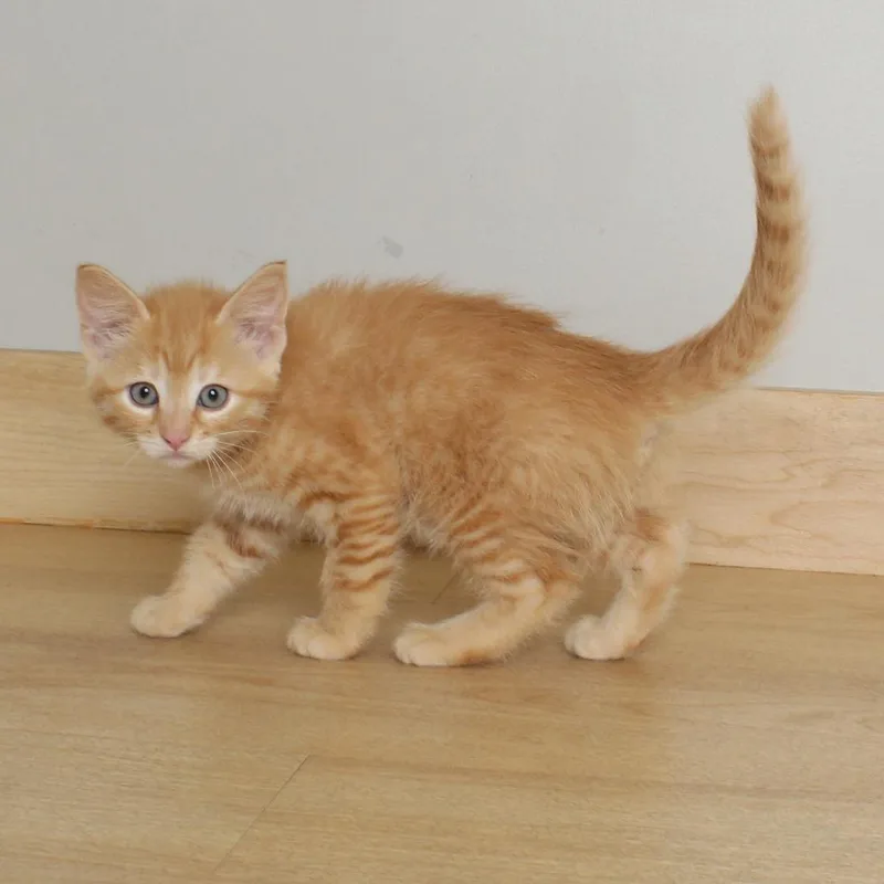 A baby small-sized female Orange / Red Domestic Short Hair cat named Pinky Pie C for adoption in Minnetonka, MN