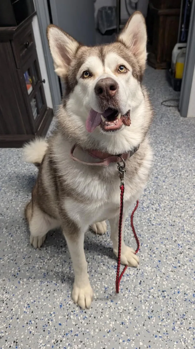 An adult large-sized female Alaskan Malamute dog named Lobella for adoption in Benson, AZ