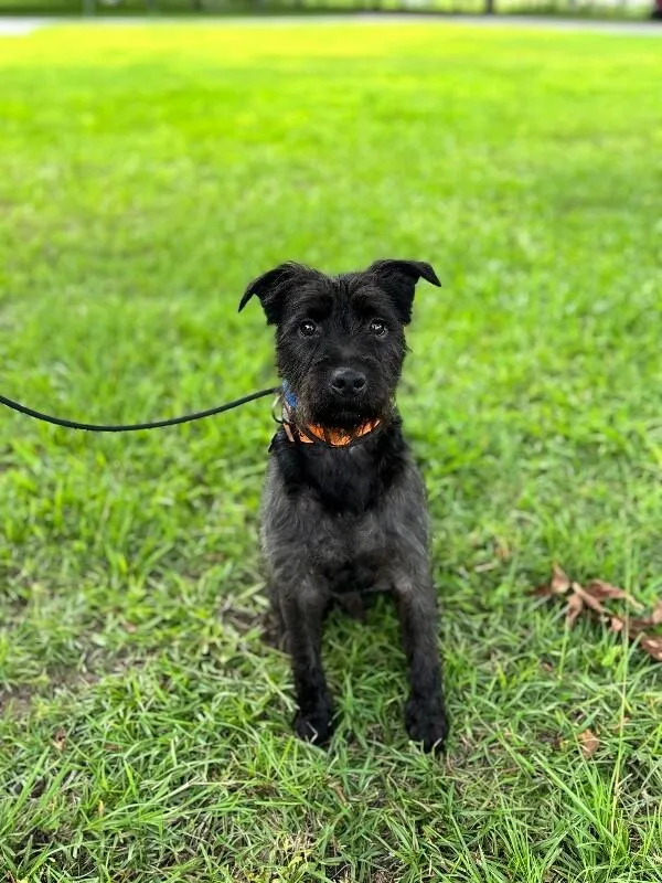 An adult medium-sized male Gray / Blue / Silver Wirehaired Terrier dog named Scooby for adoption in Aiken, SC