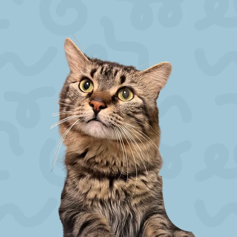 Loki thumbnail 5