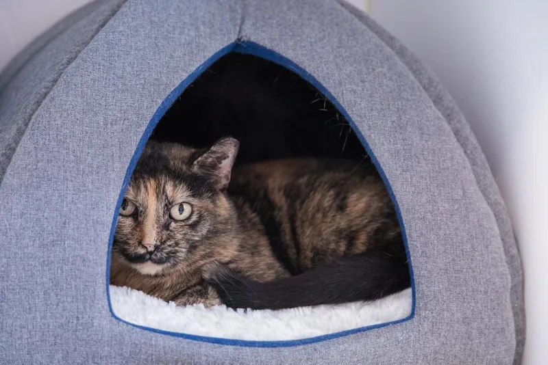 An adult medium-sized female Domestic Short Hair cat named Berta for adoption in Terryville, CT