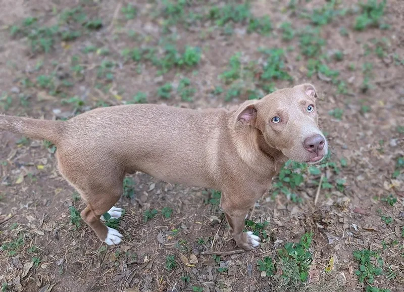 A baby medium-sized male Tricolor (Brown, Black, & White) Weimaraner dog named Bojangles for adoption in Mission, TX