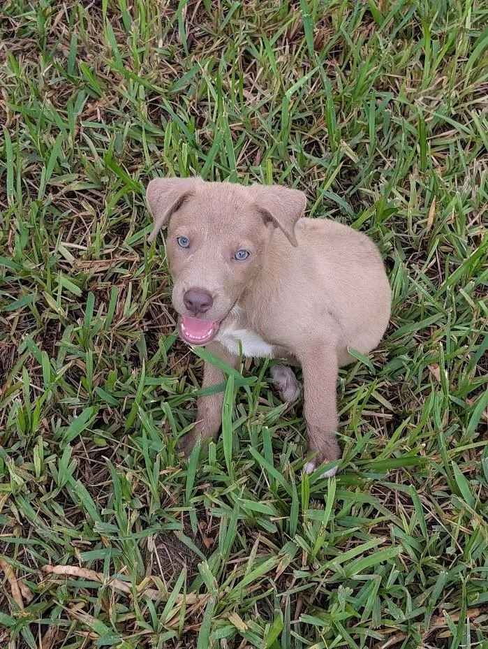 Bojangles thumbnail 2