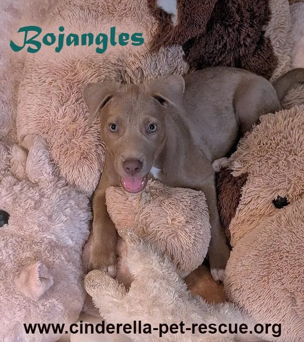 Bojangles thumbnail 3