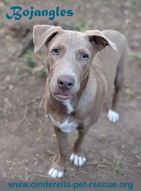 Bojangles thumbnail 4