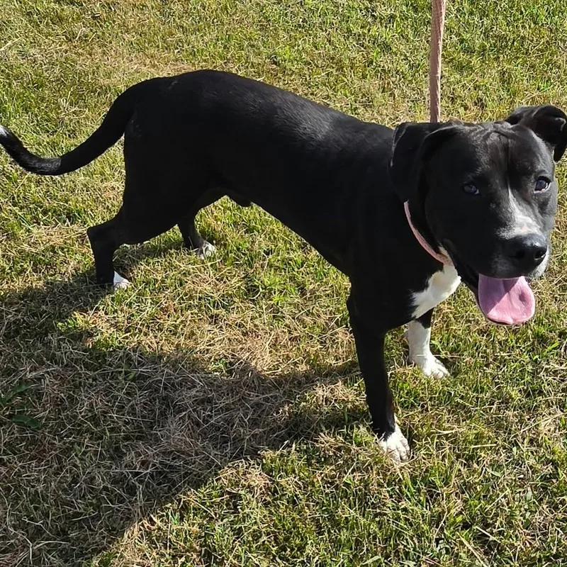 A young large-sized male American Staffordshire Terrier dog named Harly for adoption in Petersburg, IN