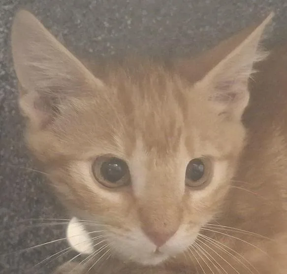 A baby medium-sized male Domestic Short Hair cat named Benton for adoption in Brenham, TX