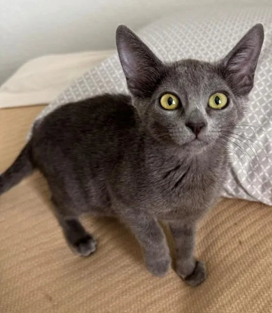 A baby small-sized female Domestic Short Hair cat named Athena for adoption in Santa Cruz, CA