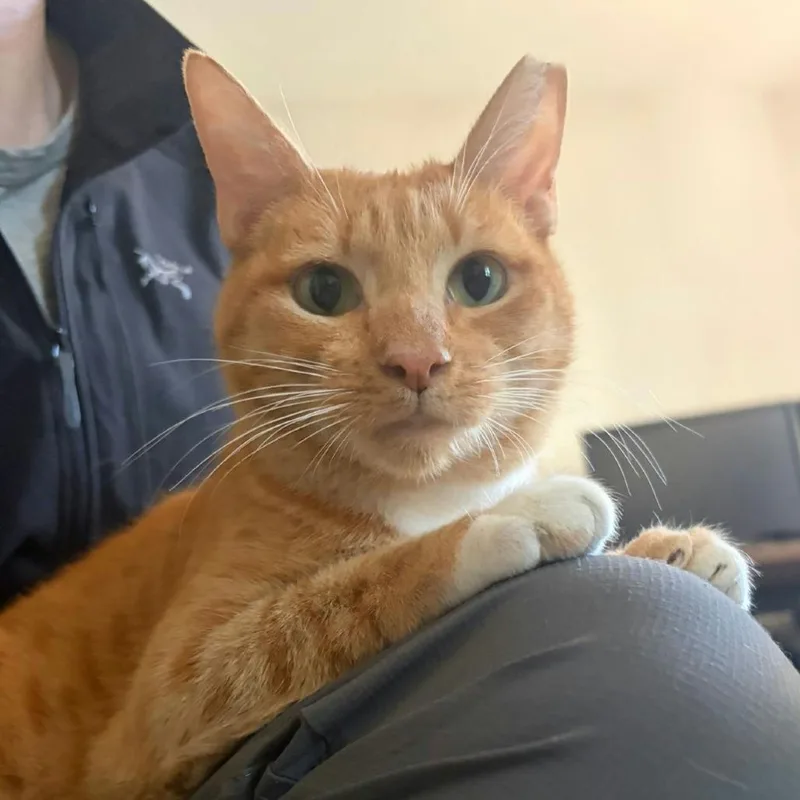 An adult medium-sized female Orange / Red Domestic Short Hair cat named Rosie for adoption in Sunnyvale, CA