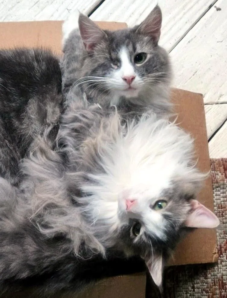Odin & Shadow thumbnail 3