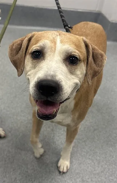 An adult medium-sized female Beagle dog named Bella for adoption in Indianapolis, IN