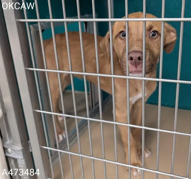A baby small-sized male Hound dog named A for adoption in Oklahoma City, OK