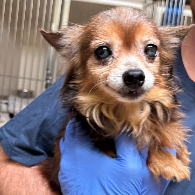 An adult medium-sized male Chihuahua dog named Ray Charles for adoption in Dallas, TX
