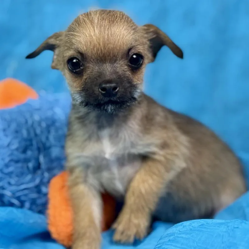 A baby small-sized male Chihuahua dog named Peep: Teenytiny for adoption in Hondo, TX