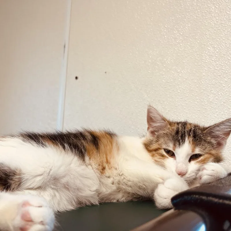 A baby small-sized female Calico Domestic Short Hair cat named Charger for adoption in Pekin, IL