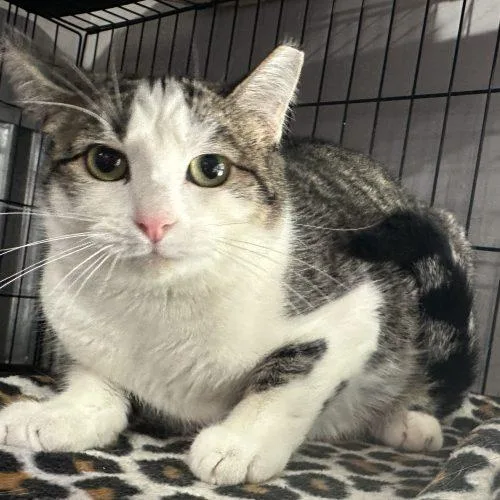 A young medium-sized female Tabby (Brown / Chocolate) Domestic Short Hair cat named Cajun for adoption in Tipp City, OH