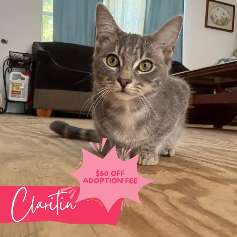 A baby medium-sized female Tabby (Gray / Blue / Silver) Domestic Short Hair cat named Claritan for adoption in Chattanooga, TN