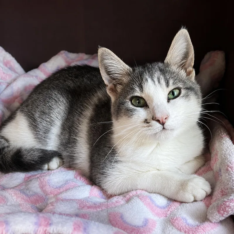 A baby medium-sized male Gray & White Domestic Short Hair cat named Geoffrey for adoption in Pontiac, MI