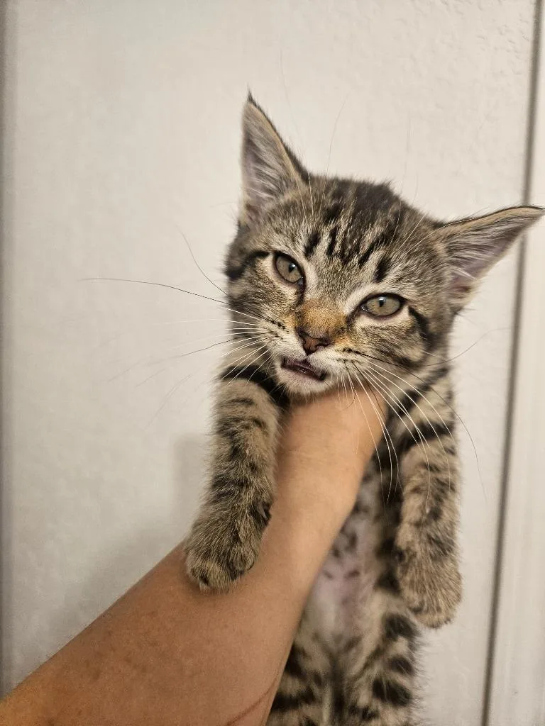 A baby medium-sized male Domestic Short Hair cat named Pip for adoption in Johnson City, TN