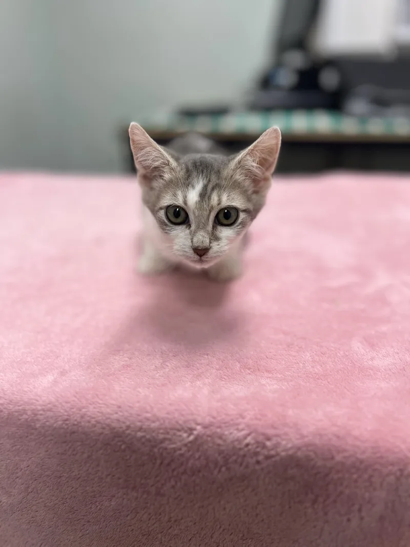 A young small-sized male Tabby (Gray / Blue / Silver) Domestic Short Hair cat named Gilbert for adoption in Media, PA