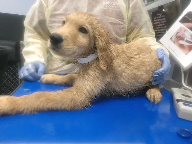 A baby large-sized male Golden Retriever dog named Butter for adoption in Phoenix, AZ