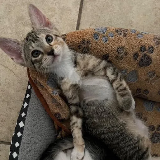 A baby small-sized female Brown / Chocolate Domestic Short Hair cat named Flower for adoption in Las Vegas, NV