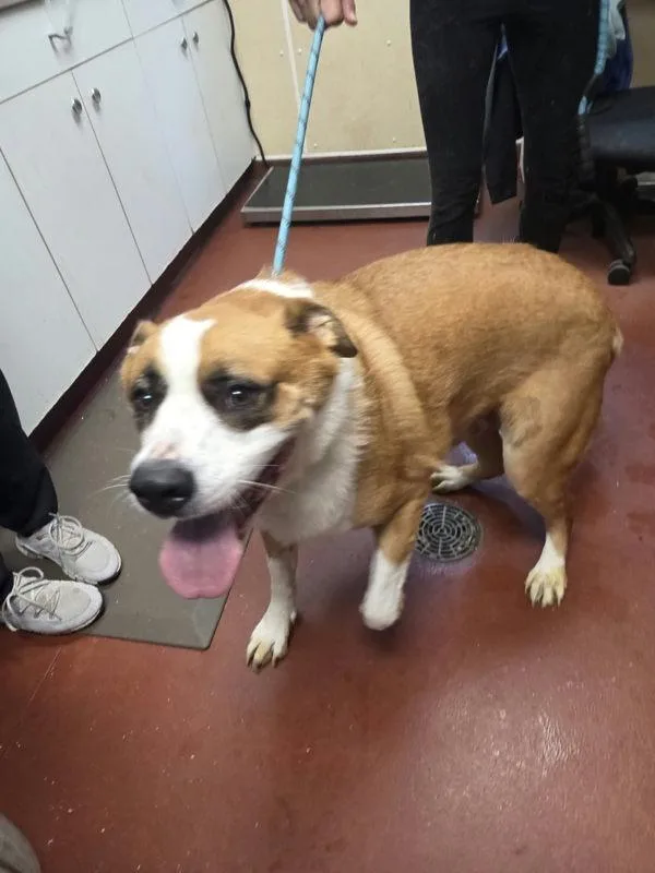An adult extra large-sized male Saint Bernard dog named Sampson for adoption in Salisbury, MD