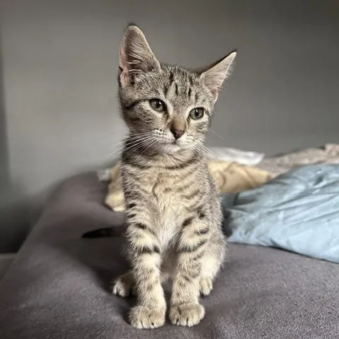 A baby small-sized male Brown / Chocolate Domestic Short Hair cat named WinterFresh for adoption in Birdsboro, PA