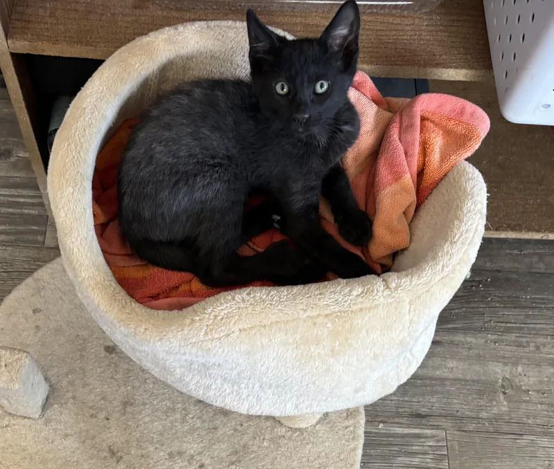 A young medium-sized male Black Domestic Short Hair cat named Gunny for adoption in Oracle, AZ