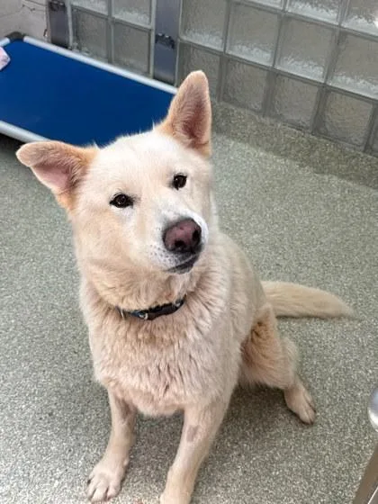 An adult large-sized male Mixed Breed dog named Gump for adoption in Washington, DC