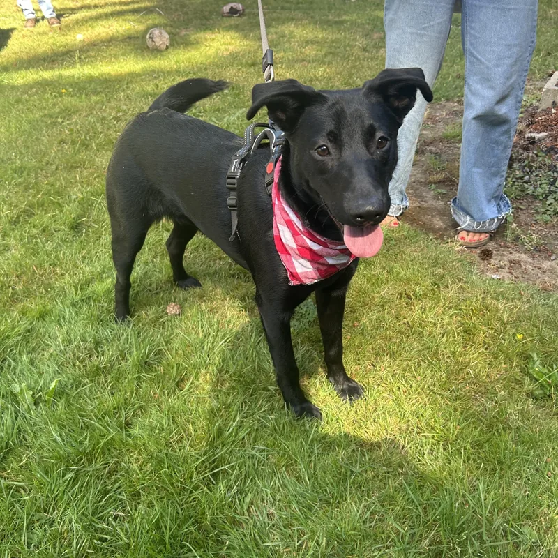 A young medium-sized female Black Australian Shepherd dog named Mya for adoption in Olympia, WA