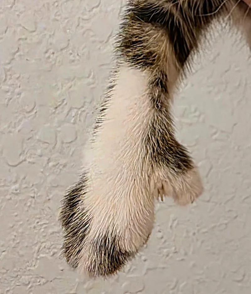 A baby medium-sized male Extra-Toes Cat / Hemingway Polydactyl cat named Jasper for adoption in Fort Myers, FL