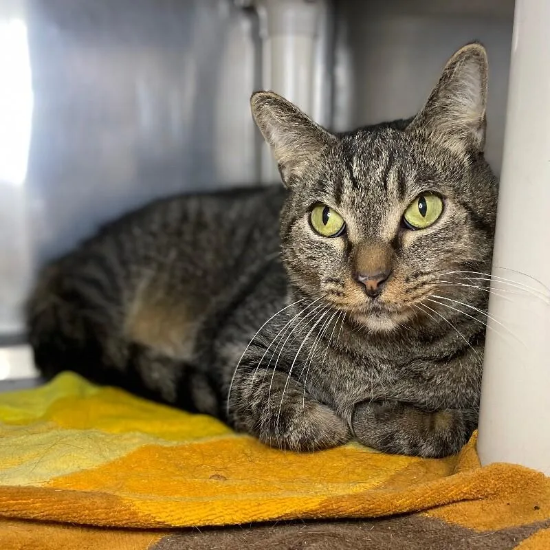 An adult medium-sized male Domestic Short Hair cat named Tempest for adoption in Roanoke, VA