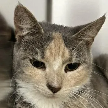 An adult medium-sized female Gray / Blue / Silver Domestic Short Hair cat named Peaches for adoption in Marshall, VA