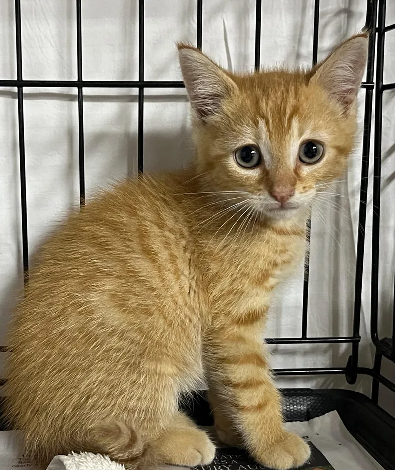 A young medium-sized male Tabby (Orange / Red) Domestic Short Hair cat named Crush for adoption in Williamsburg, VA