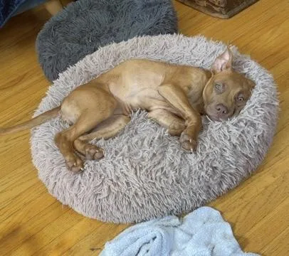A baby medium-sized female Golden Pit Bull Terrier dog named Bessie for adoption in Los Angeles, CA