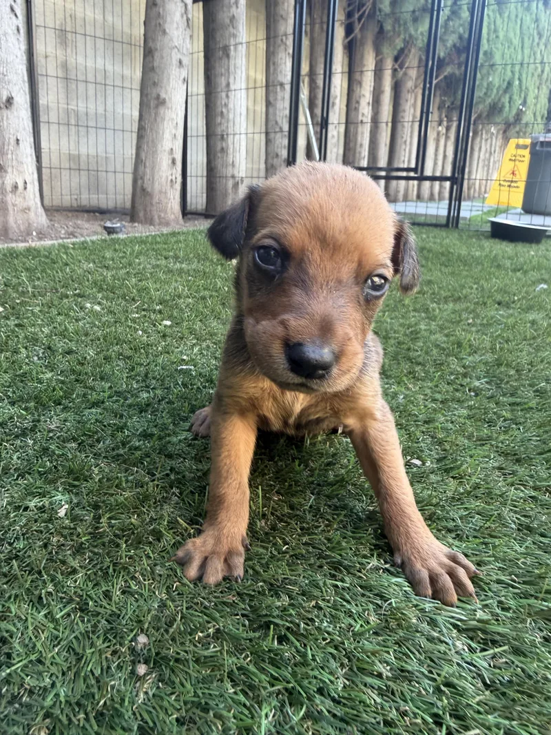 A baby medium-sized male Red / Chestnut / Orange German Shepherd Dog dog named Pancake for adoption in Santa Monica, CA