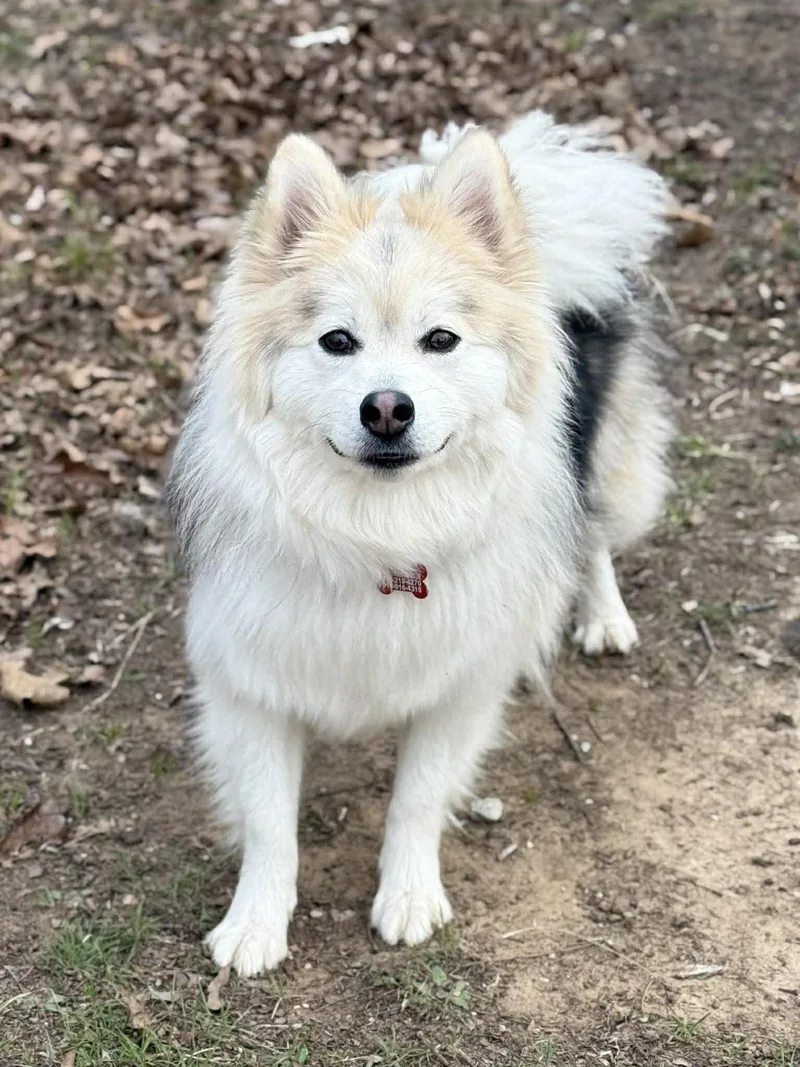 Moose Mcfluff thumbnail 4