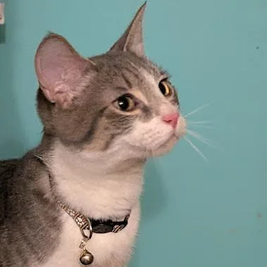 A young small-sized male Gray / Blue / Silver Domestic Short Hair cat named Mugwort for adoption in Johnstown, PA