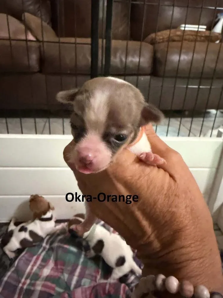 Okra thumbnail 3