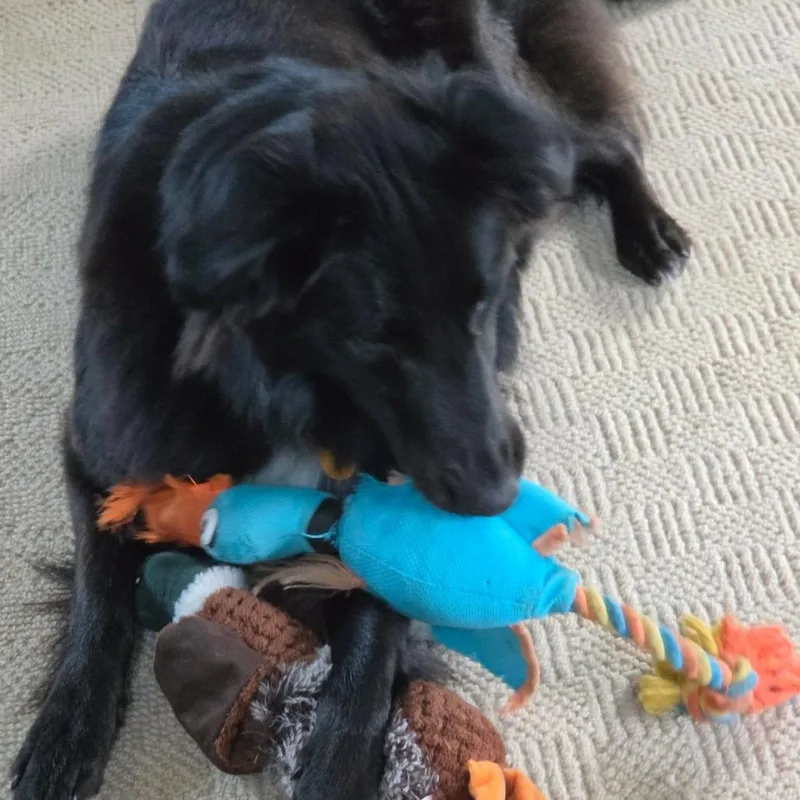 A young medium-sized female Black Shetland Sheepdog / Sheltie dog named Ziggy for adoption in Overland Park, KS