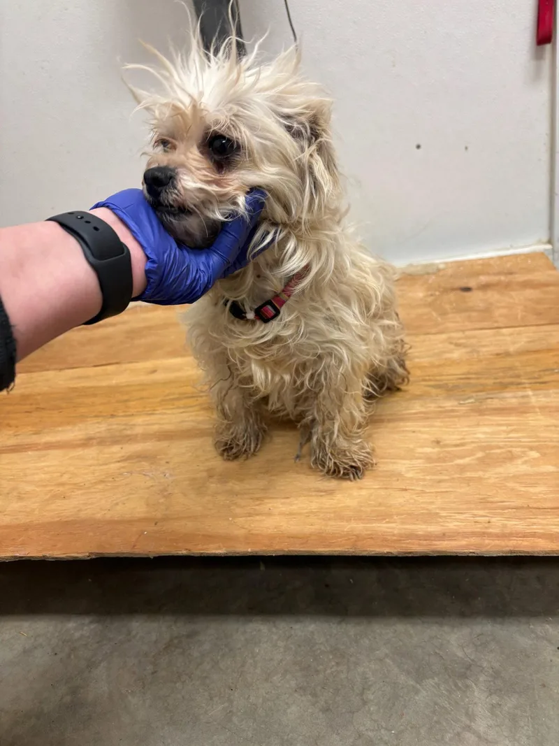 Sponsor Me  Tiffany thumbnail 2