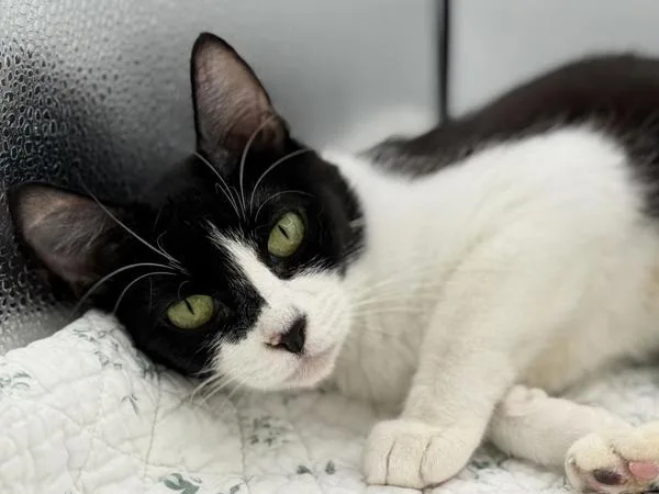 An adult small-sized female Domestic Short Hair cat named Mari for adoption in Portland, OR