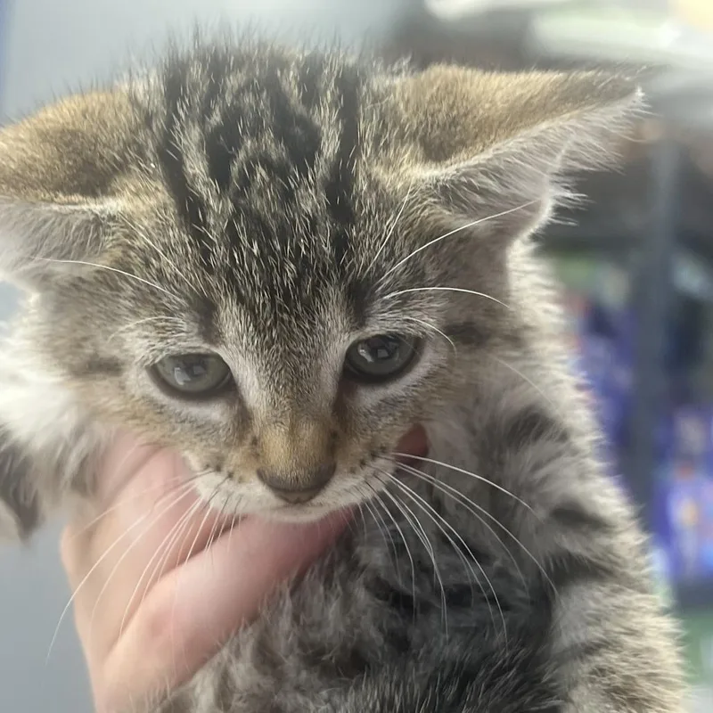 A baby small-sized female Domestic Short Hair cat named Dame for adoption in Oak Hill, WV